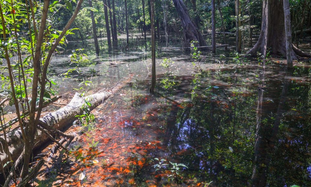 Dinossauros viveram na Amazônia, descobrem pesquisadores de Roraima